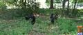 Dutch Shepherd